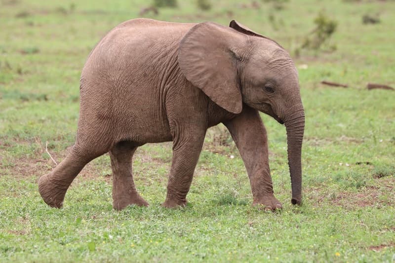 Kisah Anak Gajah Borneo yang Viral: Antara Empati Publik dan Bahaya Hoaks Lingkungan
