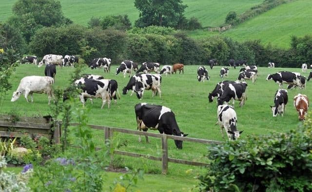 Dari Kandang ke Piring: Bagaimana Peternakan Menjadi Penjaga Gizi Bangsa