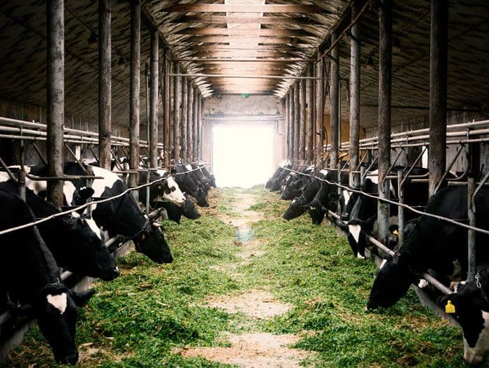 Mengubah Ladang Menjadi Lumbung Uang: Kisah Sukses Peternakan Masa Kini